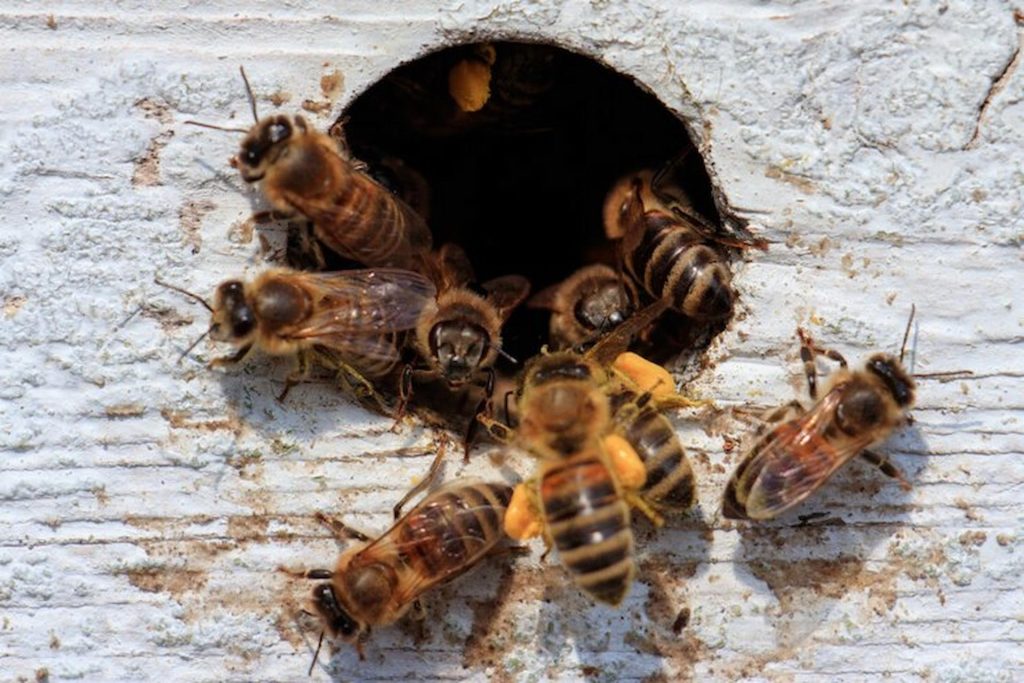 bee pest control